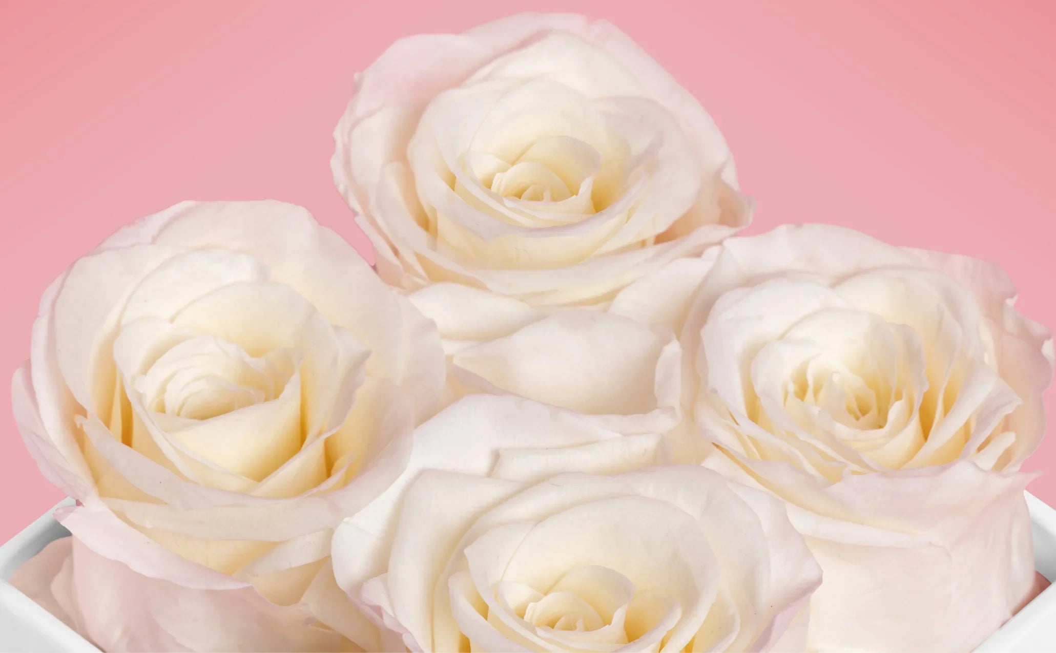 White Forever Roses - VLove