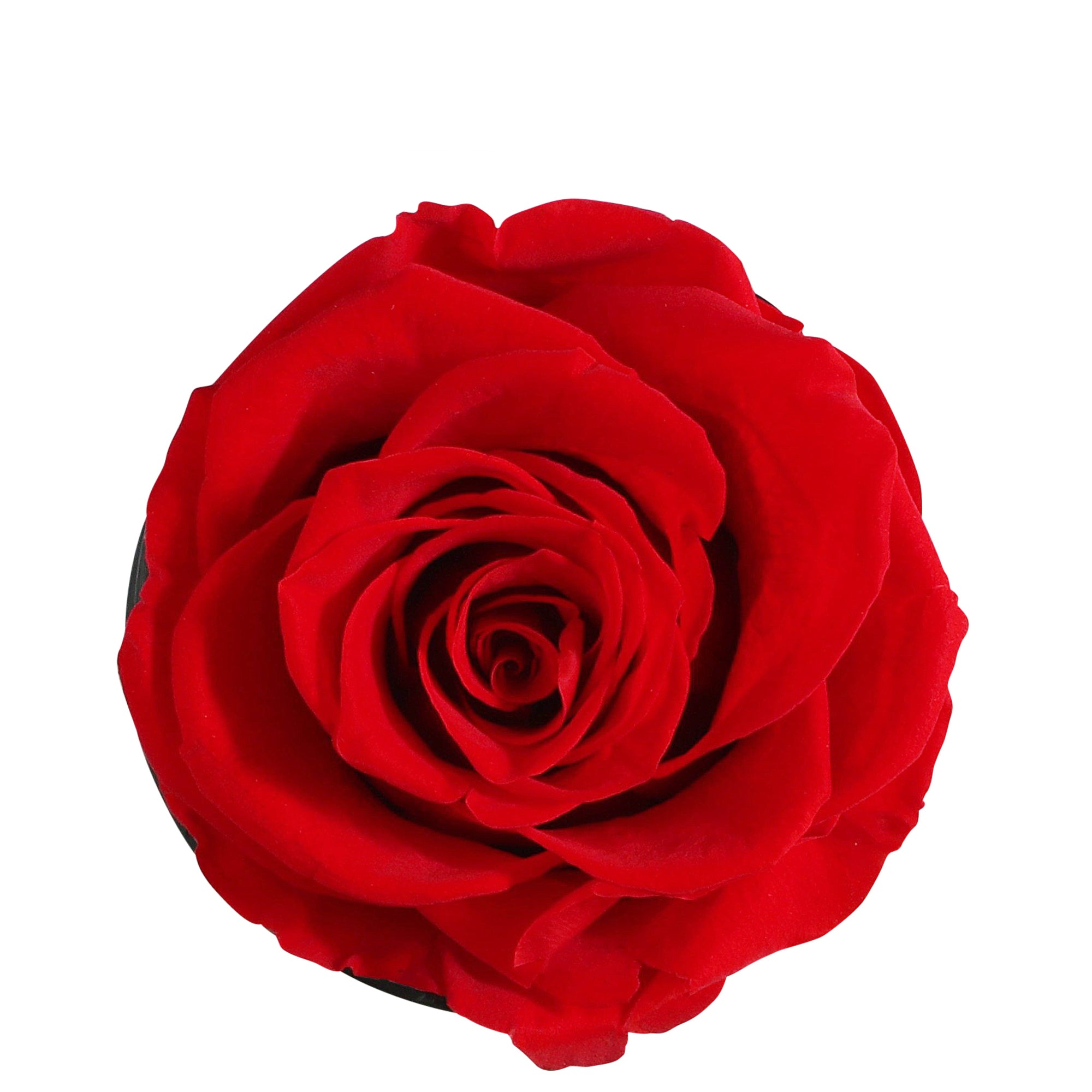 Preserved Rose