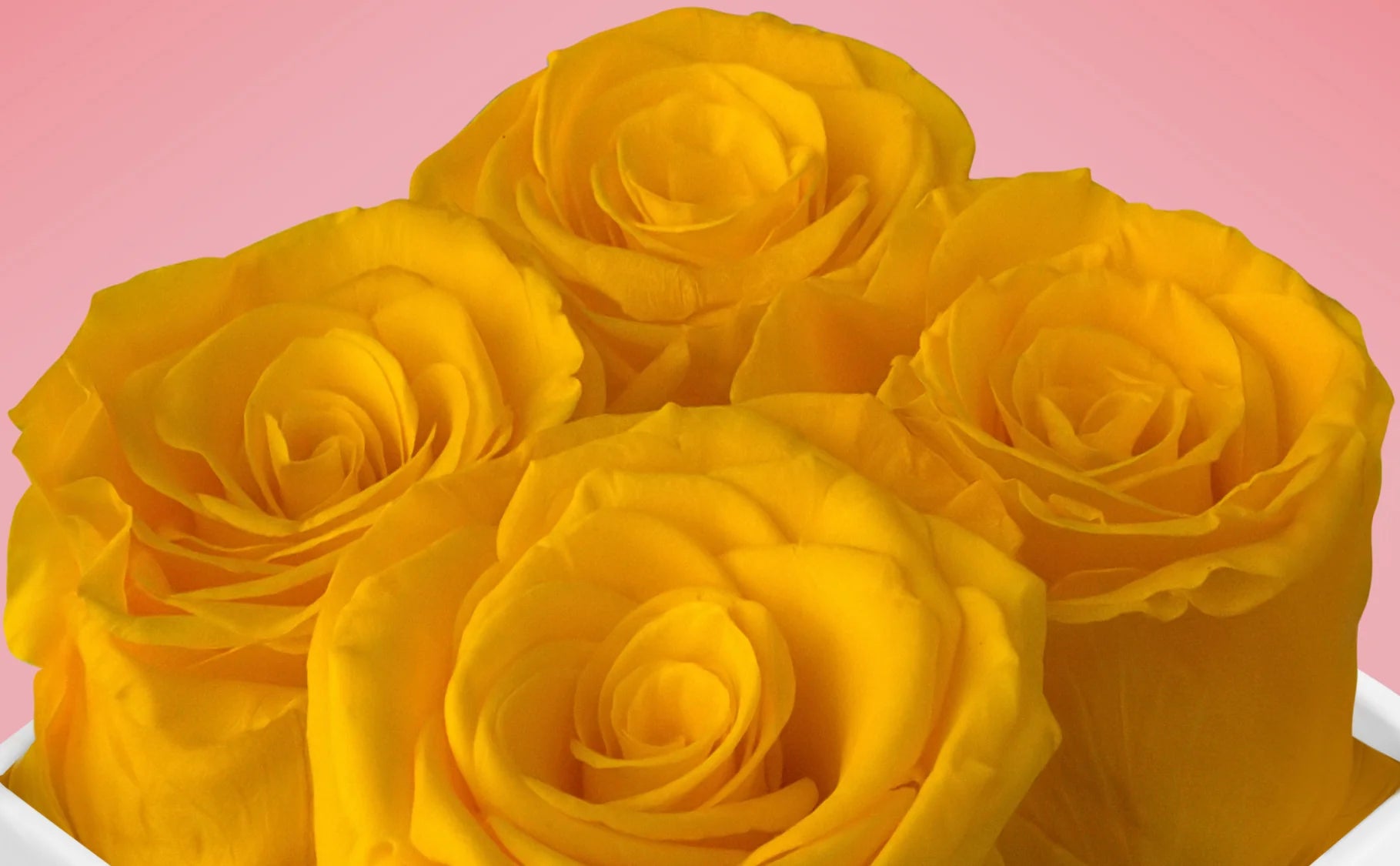 Yellow Forever Roses - VLove